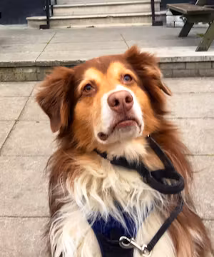 2 Polite Pups: Stirling & Thistle Modeling & Photography