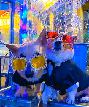 Trendy Instagram Reel from @ThoseTempletonCorgis