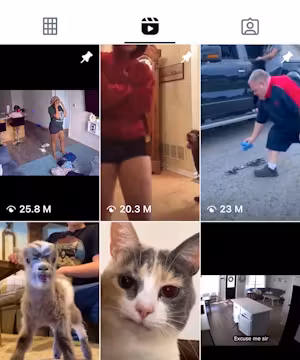 Animalz Funny and cute animal clips