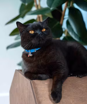 Purrcival: Comedy Cat Account / Pet Influencer 