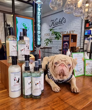 Instagram post by Unicorn Pug @milkshakethepug