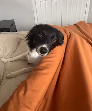 Kelsey Soule: Unleashing Canine Potential & Nurturing Minds