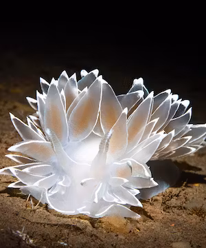 Be Inspired by Hannah Tilley - Underwater Photographer