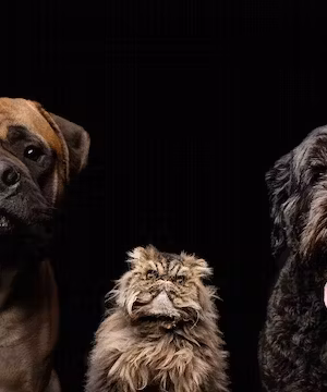 CAT LOVERS! Creative Instagram post from @Moosethepersian