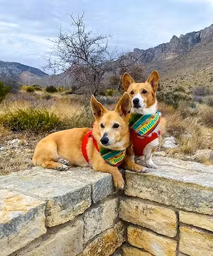 Trendy Instagram Reel from @ThoseTempletonCorgis