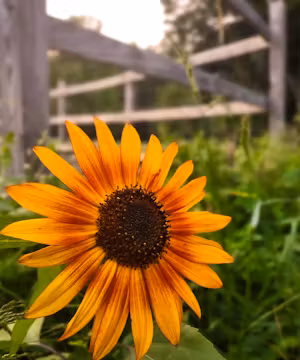 Madylin King: Homesteading Heroine and Facebook Phenom