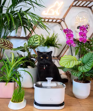 Purrcival: Comedy Cat Account / Pet Influencer 