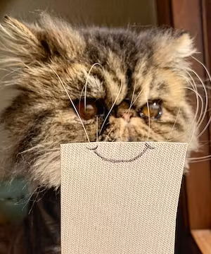 CAT LOVERS! Creative Instagram post from @Moosethepersian