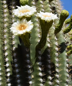 Sarah Jean Blomberg: Crafting Adventures in AZ & Beyond!